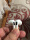 Jingdong is self-operated, and the delivery is really fast. I ordered the first day and it arrived the next day. I have used both the first generation and the second generation. In terms of sound quality, it has improved compared to the previous two, and the "spatial audio" function has also been added. The volume is larger than the previous two generations, and it is still very comfortable to wear. My right ear is too small or what is the matter. Wearing the first and second generations feels a little painful, and the third generation has not found it yet. Similar problems. In short, I am very satisfied. I will review after a period of time, and then talk about my feelings.