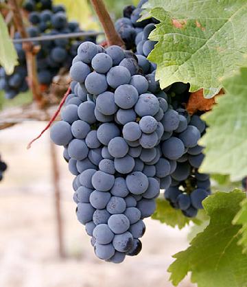 【维纳维基亚葡萄酒】京东海外直采 意大利维纳维基亚 经典基安蒂干红