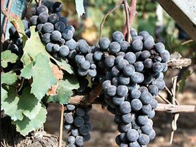 葡萄品种—内比奥罗Nebbiolo