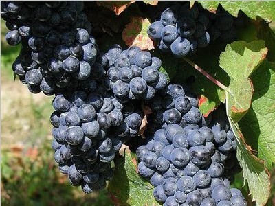 葡萄品种—皮诺塔吉Pinotage