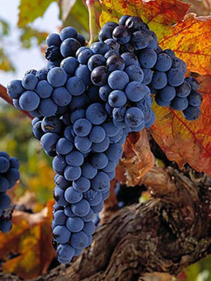 红葡萄品种—添帕尼优