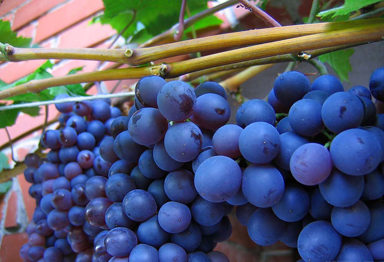 葡萄品种grape variety