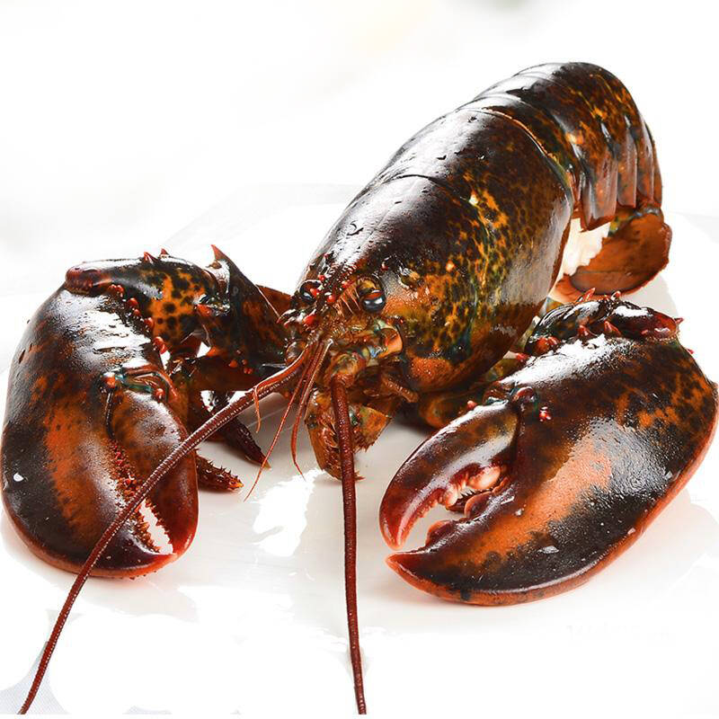 5kg/只【波士顿大龙虾】贝类的美食一直是咱们吃货的最爱,而经典高