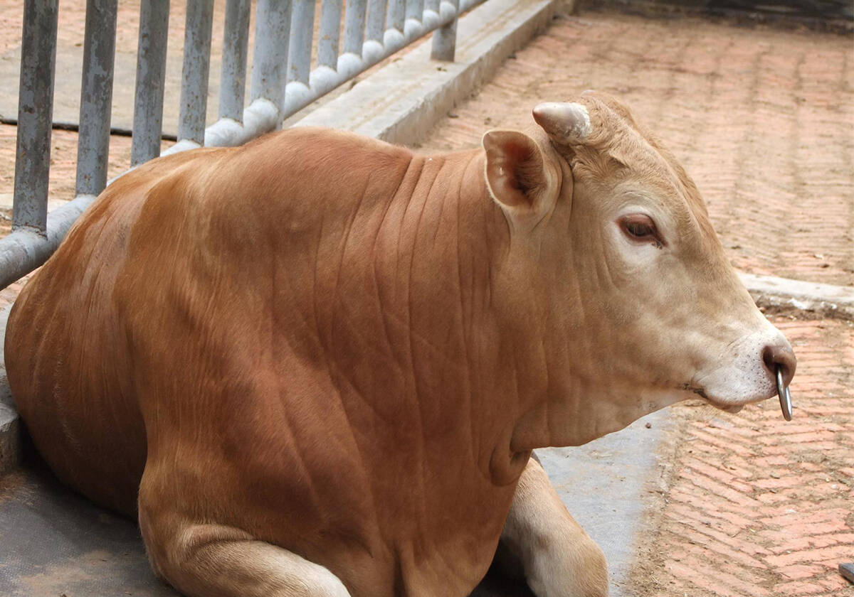 你饿了?南阳黄牛肉要吃吗?