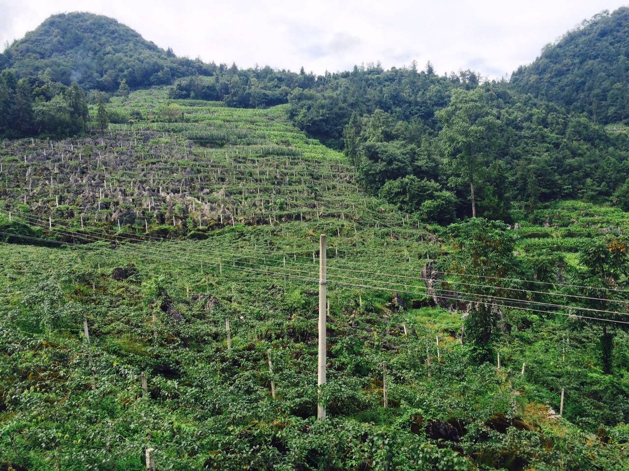 恩施大山深处的八月瓜已经成熟了