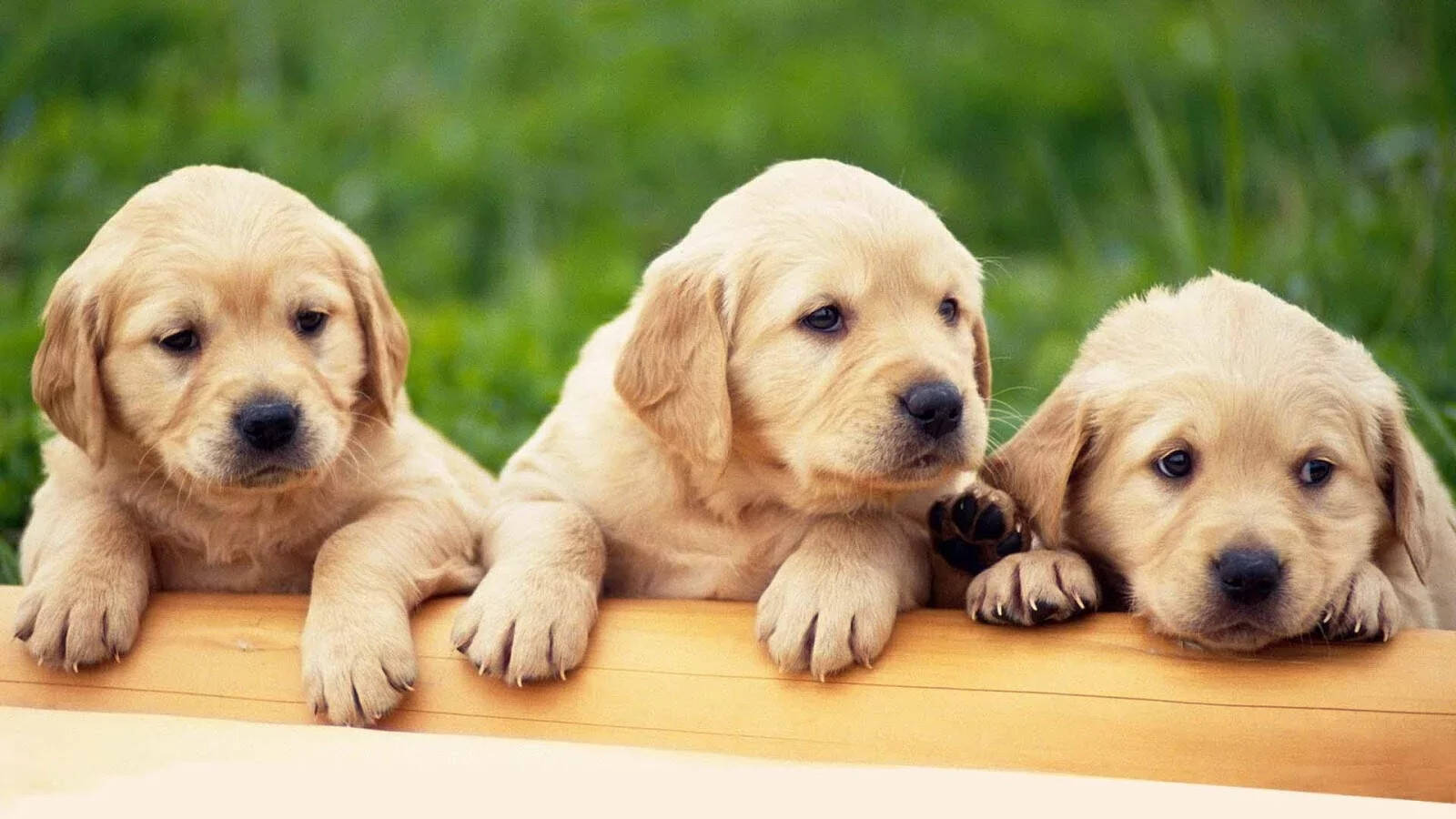 清新文艺范必养的四种狗,人气超高!