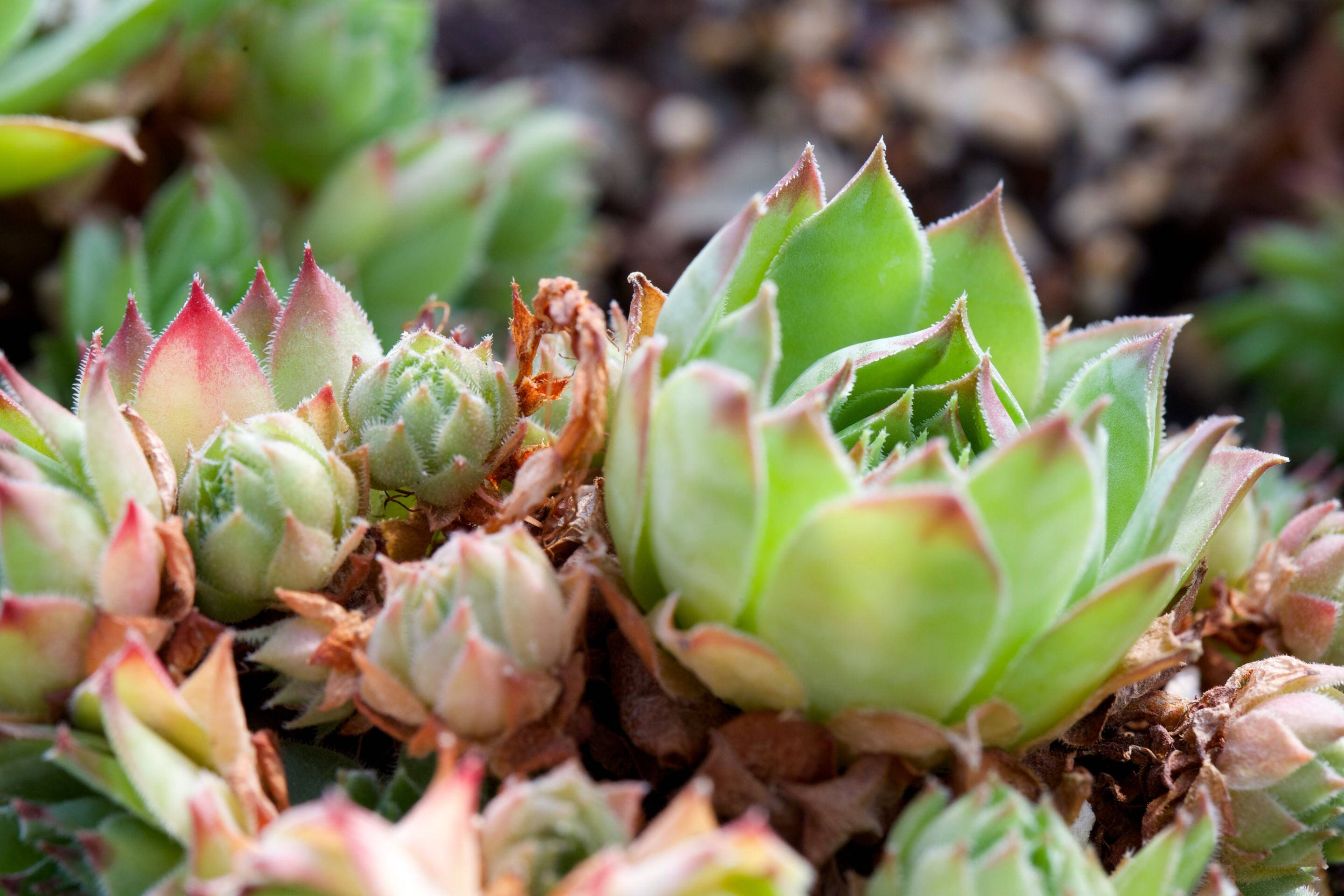 让多肉爆小仔,栽培有道