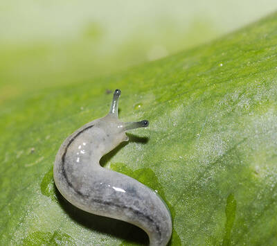 水槽里出现这种像蚂蟥的软体虫,真的得注意了