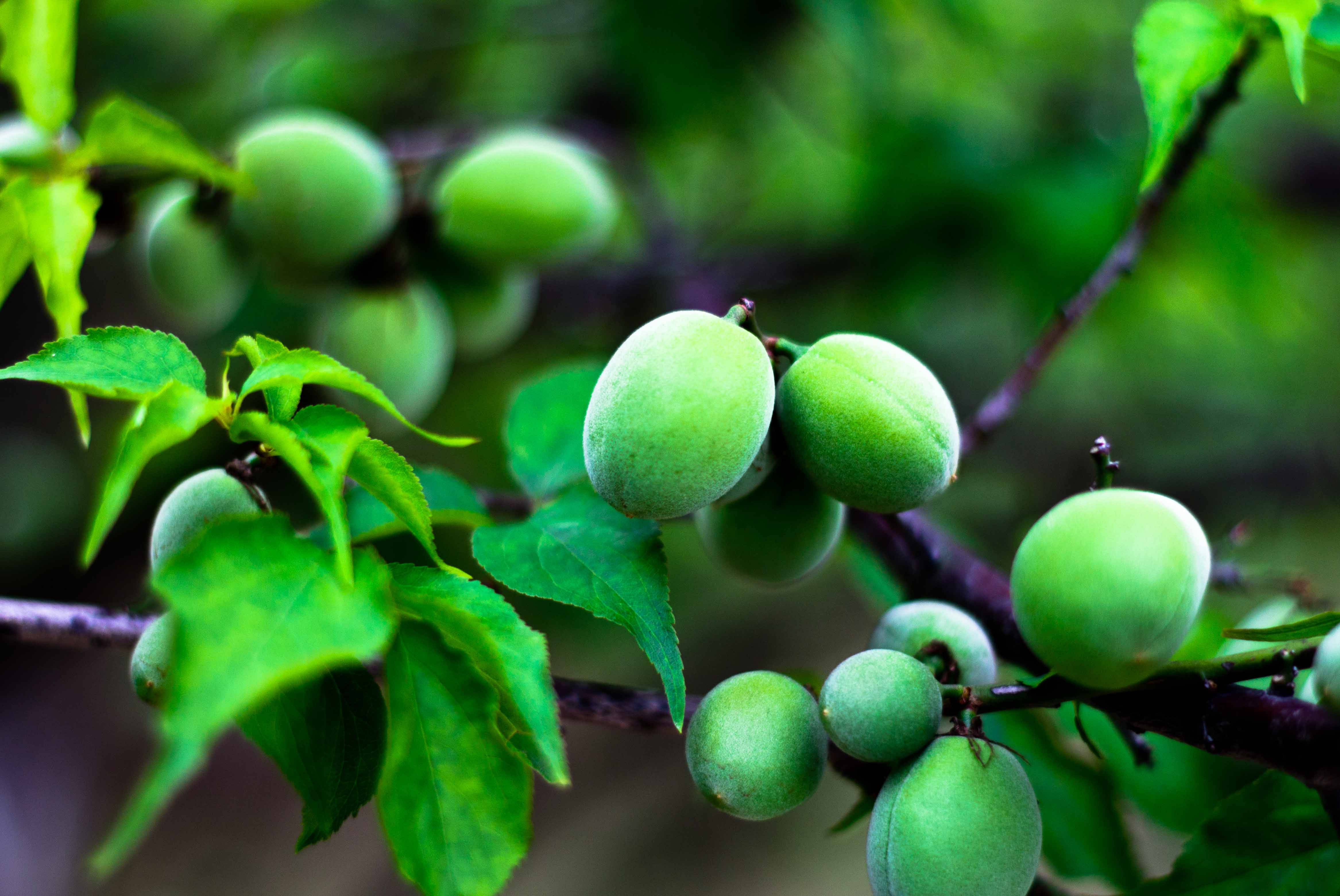 这个令人生津止渴的脆爽青梅,到底什么来历?
