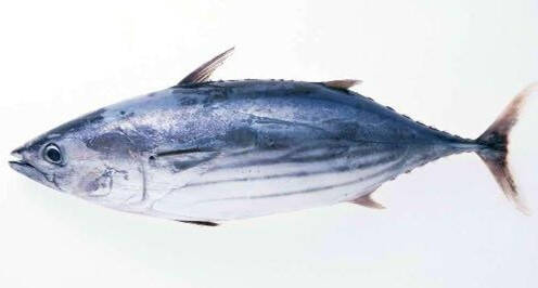 伊威你真棒深海马鲛鱼肠③:三文鱼:富含dha,享有"水中珍品"的美誉.