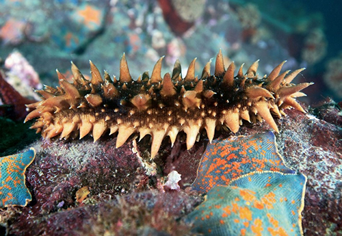 海参-大海里神秘物种,养生长寿的秘诀!