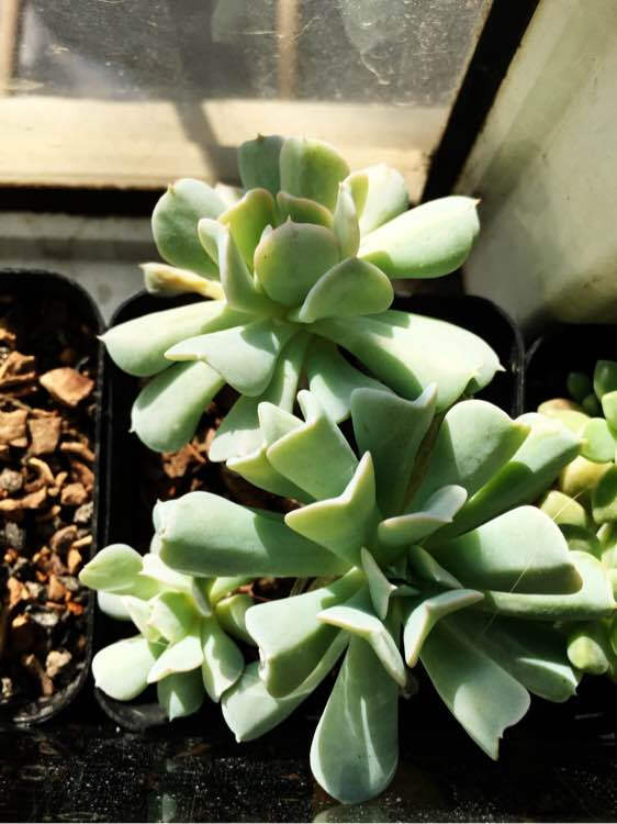 特玉莲碾压无数多肉植物贵货,被誉为多肉界的英雄妈妈!