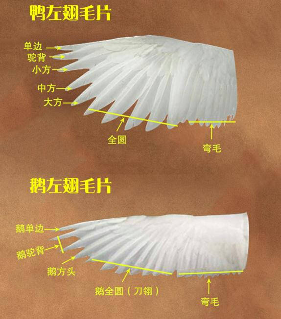 根毛为半边毛,将其作为低档球;而中间的4-10根为刀翎毛会制成中高档球