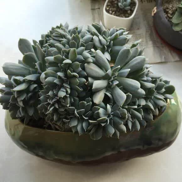 特玉莲碾压无数多肉植物贵货,被誉为多肉界的英雄妈妈!