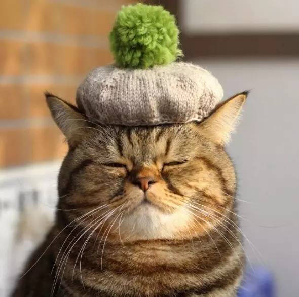 一只沉着睿智眼神可以洞察一切的喵,让人一见就想叫大师!