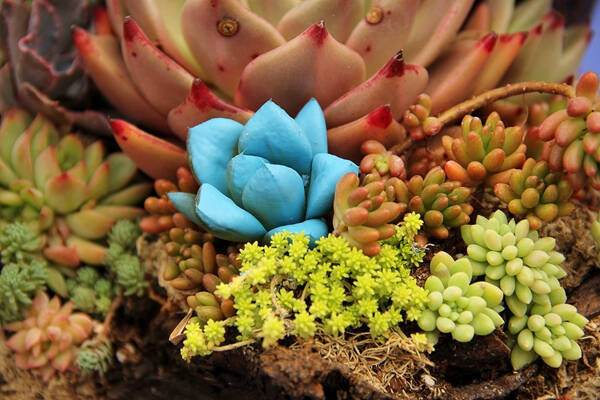 十二星座专属多肉,治愈你的傲娇小情绪