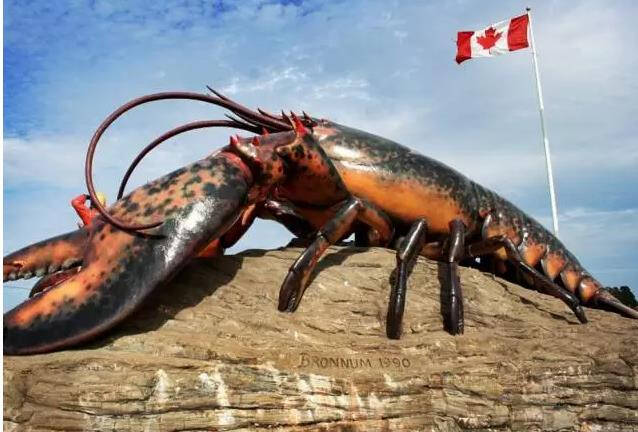 波士顿龙虾居然不是产自波士顿