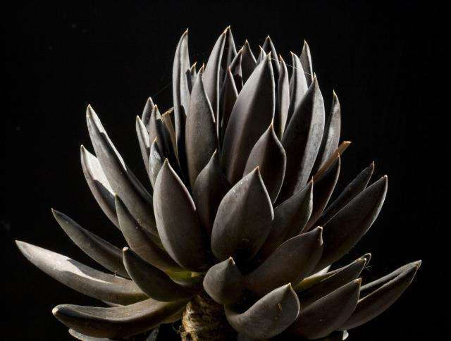 暗色系多肉植物,除了黑法师黑王子,还有这些!