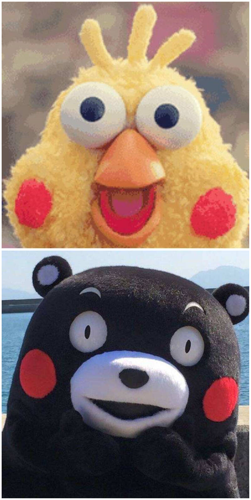 不过在这鸡年,部长会不会因为poinko兄弟在中国鸡年