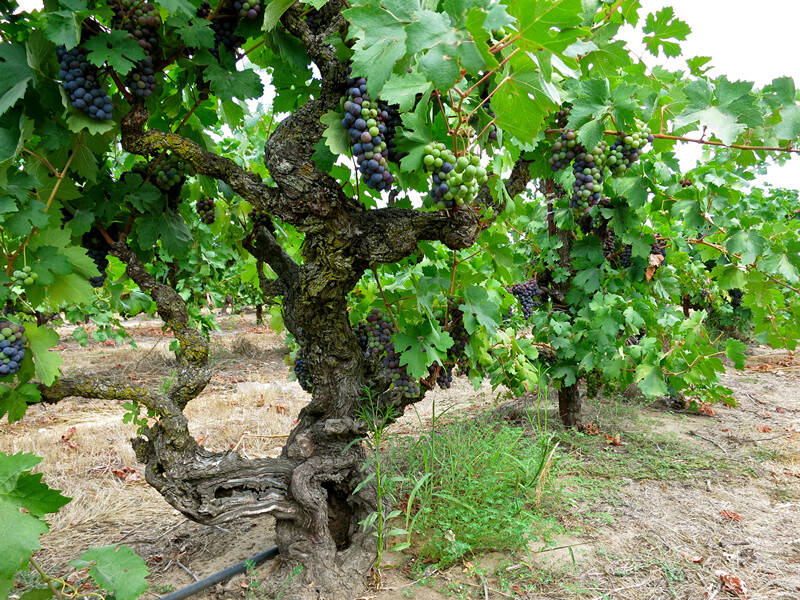老藤葡萄酒,品质的象征还是倚老卖老?