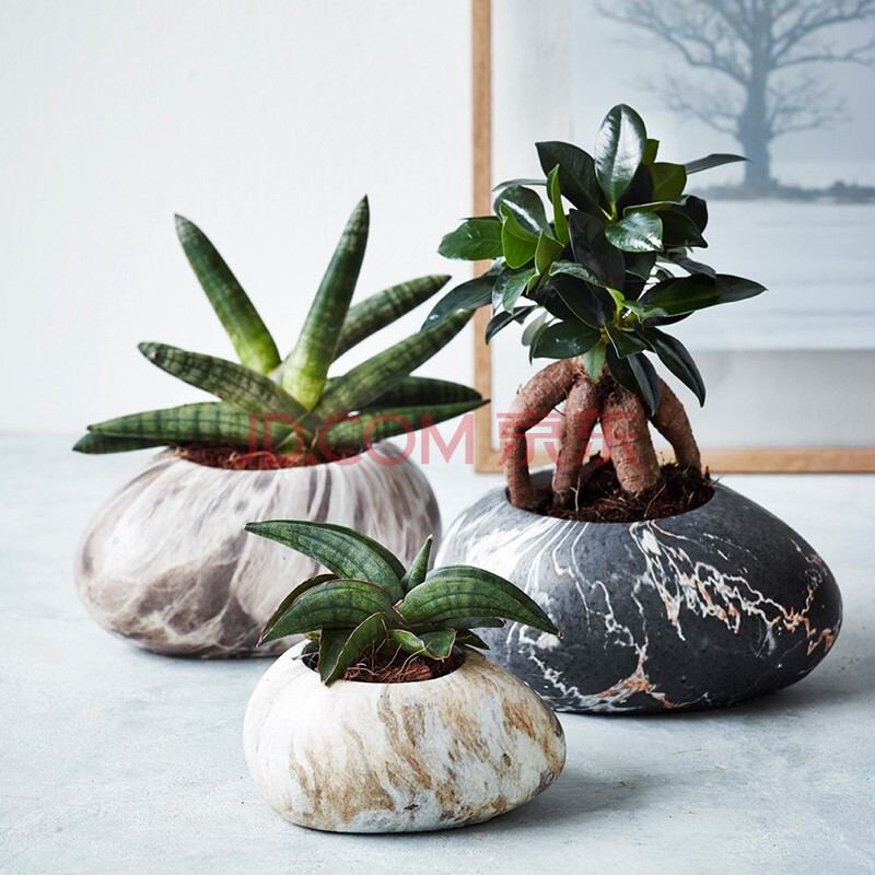 柑橘盆栽苗1加仑盆栽苗 家庭果园休闲种植果树苗 美国糖桔