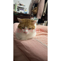 小米（MI）Xiaomi 智能音箱 黄 超级小爱智能音箱 AI大模型问答 连续指令语控 支持远程备车 小米蓝牙音箱 实拍图