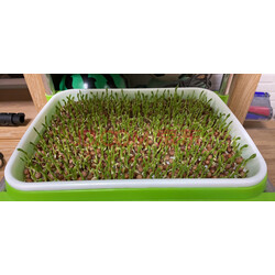 花友秀 芽苗菜种子豆芽菜纸上种菜无土栽培小麦种子大麦青汁种子萝卜