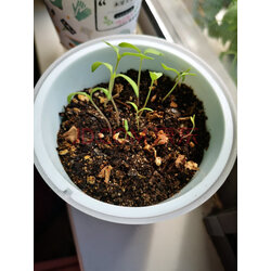 农开心农场创意迷你盆栽罐头花卉植物种子幼儿园儿童diy种植 鲁冰花