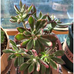 格林童话 多肉植物盆栽组合套装 肉肉植物 多肉老桩盆景 办公室阳台