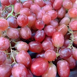 提子红提甜葡萄应季孕妇水果茉莉郁金香薄皮1/2/3斤装 2斤净重 实拍图