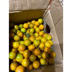 桂林脆皮金桔广西小金桔5斤新鲜水果当季砂糖橘子柑桔滑皮整箱 5斤