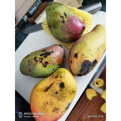 海南贵妃芒果4斤热带水果装现摘现发新鲜水果 实拍图