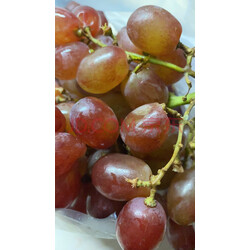 无籽提子脆甜克伦生葡萄新鲜当季水果净重3/5斤无核红提 克瑞森 天然