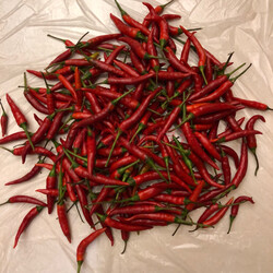 小米椒新鲜小米辣 红辣椒尖椒 超辣七星椒现摘 1斤 实拍图