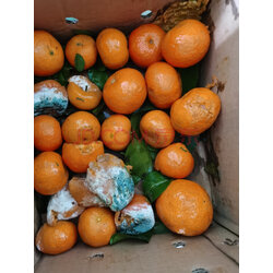 鲜菓篮不知火粑粑柑