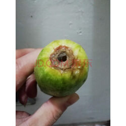 坝野 云南新鲜西葫芦2/3/4/5/10斤番瓜当季蔬菜农家自种嫩茭瓜倭瓜小