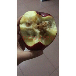 二哥 甘肃天水 花牛苹果 国产蛇果 新鲜水果 顺丰配送 9个大果礼盒装