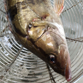 安峰山季花鱼桂花鱼新鲜鳜鱼鲜活现杀桂鱼季花鱼冰鲜桂花鱼鳌花鱼