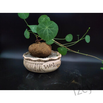 琉滋  千金藤盆景山乌龟红藤地不容金不换千金藤室内外花盆景带芽球根