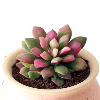 果花 多肉植物吹雪之松马齿苋科新手多肉好养活桌面盆栽阳台盆栽植物