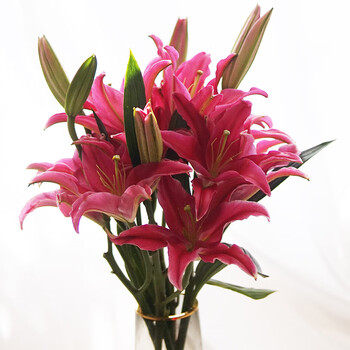 契机香水百合鲜花云南基地直发昆明斗南直批日常家庭办