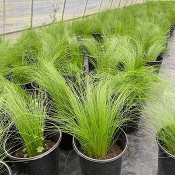 雨花蝶 墨西哥羽毛草盆栽细叶针茅苗花镜植物庭院阳台造景绿植多年生