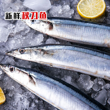 新鲜深海秋刀鱼 鲜活冷冻海鱼 海捕秋刀鱼 海鲜水产 烧烤食材可批发
