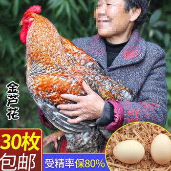 金芦花鸡种蛋受精蛋可孵化汶上芦花鸡种蛋受精蛋土鸡种蛋纯种15枚 20