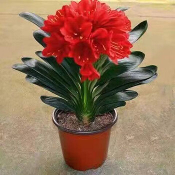 秋颖 炫红君子兰 8-11片【当年开花】