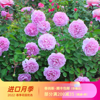 【虹越】法国进口月季10l大苗 柠檬雪酪 戴尔巴德系列庭院花柱拱门藤
