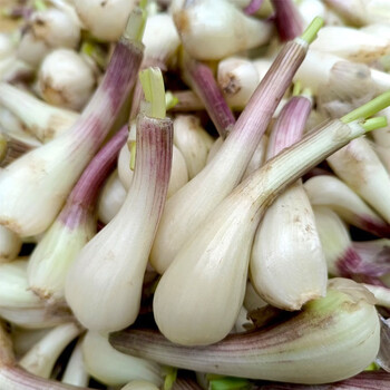 现挖现发 农家自种藠头 新鲜茭头荞头酸蕌头子生鲜蔬菜 3斤藠头 2斤仔