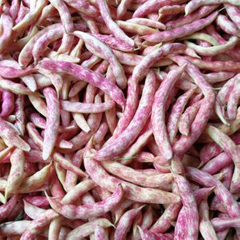 黄金钩红金钩东北豆角油豆种子高产春秋耐寒芸豆挤豆四季蔬菜种籽 红