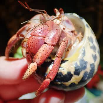 天弗 陆生易养草莓灰白短腕寄居蟹淡水观赏蟹活物懒人宠物 中号