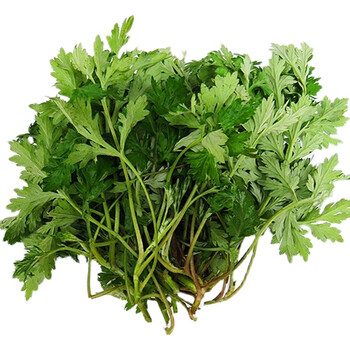 柏馋 艾草新鲜【顺丰】艾叶 现摘嫩草 食用艾蒿 清明草粑粑青团 500g